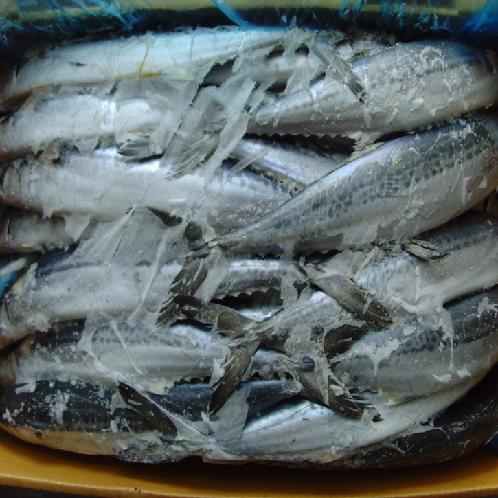 FROZEN SPANISH MACKEREL