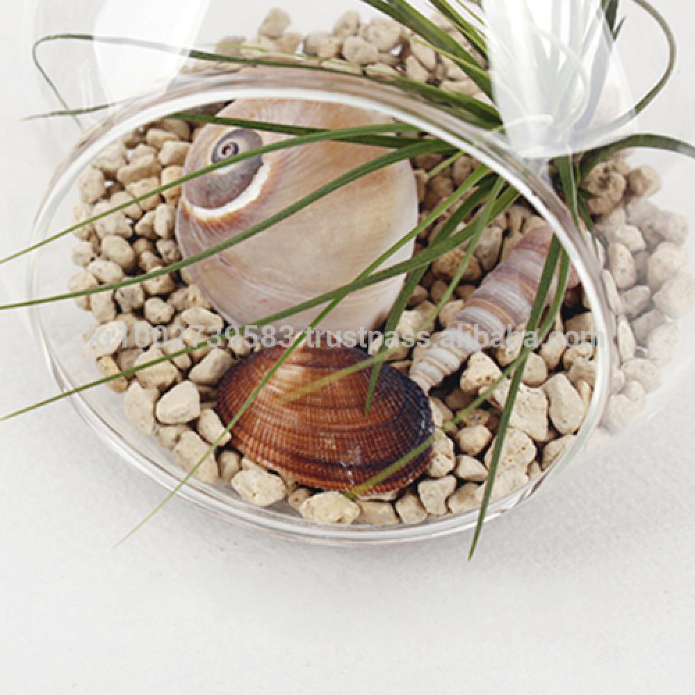 Air Plants Tillandsia Terrarium Set " Desert Juncifolia " by Joinflower Joinfolia