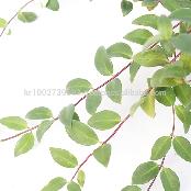 Beautiful flowering indoor plant lipstick " Red " Joinflower Joinfolia