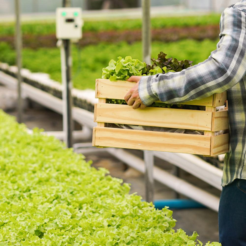 ROOTAGE POWER : Liquid Fertilizer and Stimulant for Good rootage