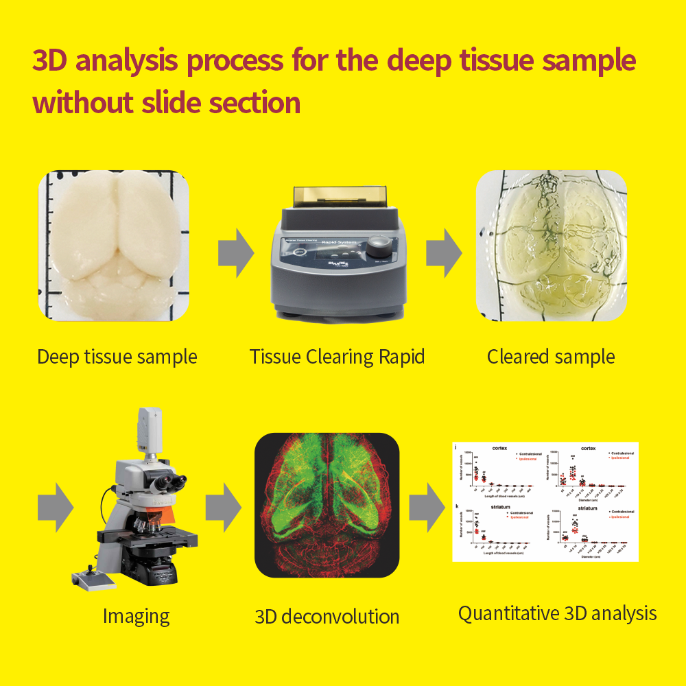 Binaree Tissue Clearing Rapid Solution